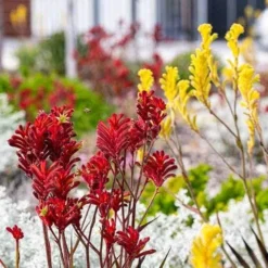 Australian Wildflower Kangaroo Paw - Seed -Plant Collection Sales Shop kangaroo paws red yellow