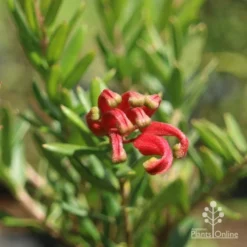 Grevillea Knockout -Plant Collection Sales Shop knockout flower closeup