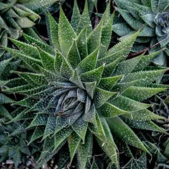 Aloe Aristata - Lace Aloe - Succulent -Plant Collection Sales Shop lace aloe cluster