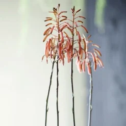 Aloe Aristata - Lace Aloe - Succulent -Plant Collection Sales Shop lace aloe flowers floradania