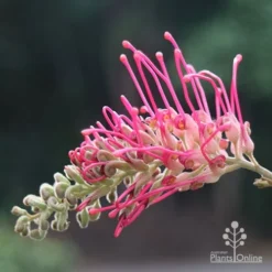 Grevillea Lana Maree