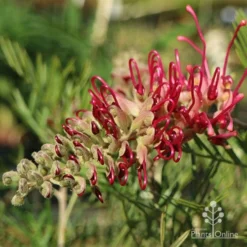 Grevillea Lana Maree -Plant Collection Sales Shop lana maree opening 1