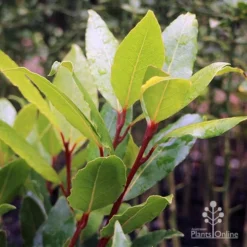 Laurus Nobilis - Bay Tree -Plant Collection Sales Shop laurus bay tree red stem