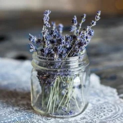 Lavender English Munstead - Seed -Plant Collection Sales Shop lavender dried