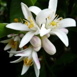 Citrus - Lemon Lisbon 16 Citrus - Lemon Lisbon -Plant Collection Sales Shop lemon flower 500 1