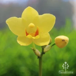 Spathoglottis Lemon Kiss - Native Orchid -Plant Collection Sales Shop lemon kiss native orchid