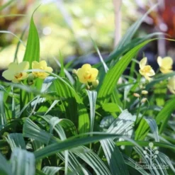 Spathoglottis Lemon Kiss - Native Orchid -Plant Collection Sales Shop lemon kiss orchid plants