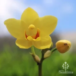 Spathoglottis Lemon Kiss - Native Orchid -Plant Collection Sales Shop lemon kiss yellow orchid