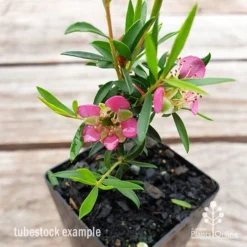 Leptospermum Tickled Pink -Plant Collection Sales Shop leptospermum tickled pink flower