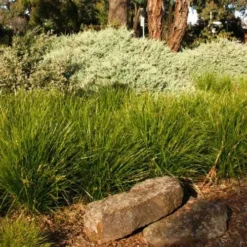 Lomandra Lime Tuff -Plant Collection Sales Shop lime tuff border 1