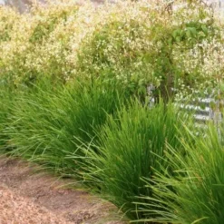 Lomandra Lime Tuff