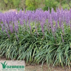 Plant Collection Sales Shop -Plant Collection Sales Shop liriope amethyst