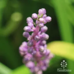 Liriope Amethyst -Plant Collection Sales Shop liriope amethyst buds close