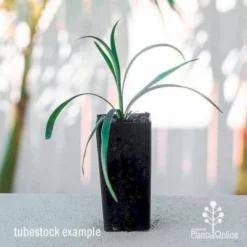 Liriope Amethyst -Plant Collection Sales Shop liriope amethyst tube