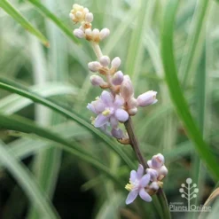 Liriope Silverlawn -Plant Collection Sales Shop liriope silverlawn flower