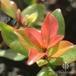 Metrosideros Little Ewan - Dwarf NZ Christmas Bush -Plant Collection Sales Shop little ewan new leaf colour