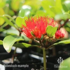 Metrosideros Little Ewan - Dwarf NZ Christmas Bush -Plant Collection Sales Shop little ewan tubestock
