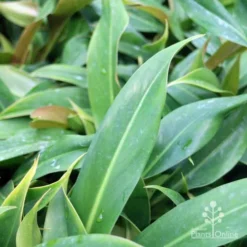 Philodendron Little Phil 6 Philodendron Little Phil -Plant Collection Sales Shop little phil leaf