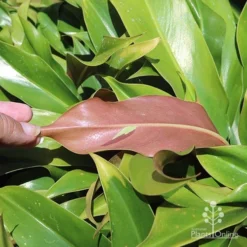 Philodendron Little Phil 7 Philodendron Little Phil -Plant Collection Sales Shop little phil under leaf