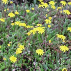 Othonna Ruby Necklace - Little Pickles - Succulent