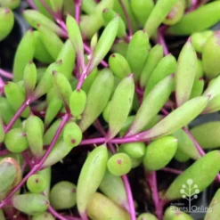 Othonna Ruby Necklace - Little Pickles - Succulent -Plant Collection Sales Shop little pickles ruby necklace