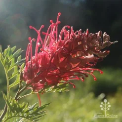 Grevillea Little Robyn -Plant Collection Sales Shop little robyn grevillea backlit