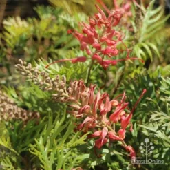 Grevillea Little Robyn -Plant Collection Sales Shop little robyn tubestock flowering