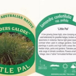 Lomandra Little Pal -Plant Collection Sales Shop little pal 1