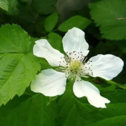 Loganberry -Plant Collection Sales Shop loganberry flower