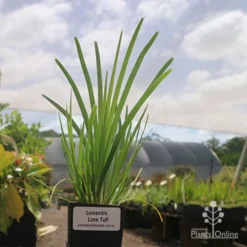 Plant Collection Sales Shop -Plant Collection Sales Shop lomanndra lime tuff tubestock