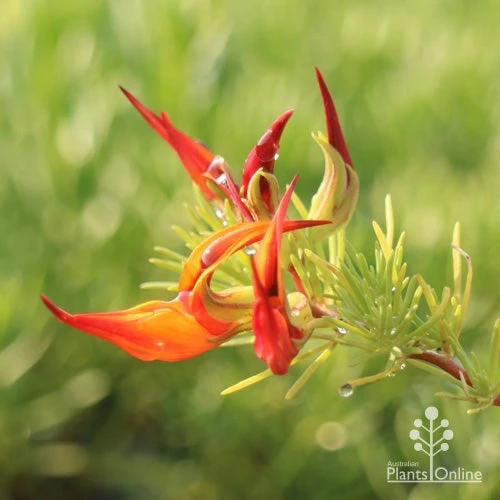 Lotus Red Flash - Parrot's Beak 2 Lotus Red Flash - Parrot's Beak - Image 2