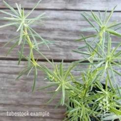Lotus Red Flash - Parrot's Beak 14 Lotus Red Flash - Parrot's Beak -Plant Collection Sales Shop lotus red flash