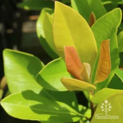Tristaniopsis Luscious - Water Gum -Plant Collection Sales Shop luscious new leaves