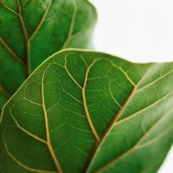 Ficus Lyrata Bambino - Fiddle Leaf Fig 11 Ficus Lyrata Bambino - Fiddle Leaf Fig -Plant Collection Sales Shop lyrata leaf closeup