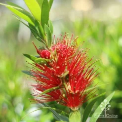 Callistemon Macarthur -Plant Collection Sales Shop macarthur flower closeup