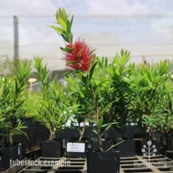 Callistemon Macarthur -Plant Collection Sales Shop macarthur tubestock