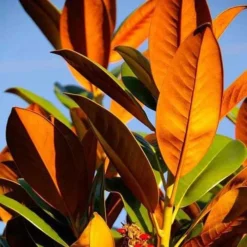 Magnolia Little Gem -Plant Collection Sales Shop magnolia 500 2