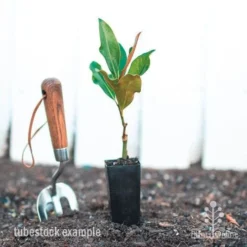 Magnolia Little Gem -Plant Collection Sales Shop magnolia little gem tube