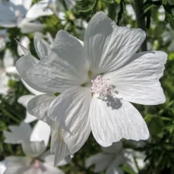 Musk Mallow - Seed -Plant Collection Sales Shop mallow white