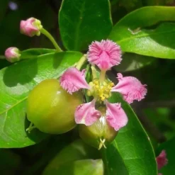 Malpighia Pixie - Acerola -Plant Collection Sales Shop malpighia flower fruit
