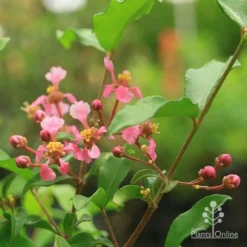 Malpighia Pixie - Acerola -Plant Collection Sales Shop malpighia pixie flowers