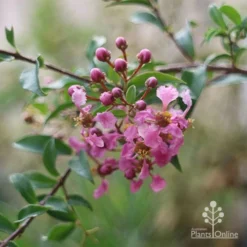 Malpighia Pixie - Acerola -Plant Collection Sales Shop malpighia pixie nursery