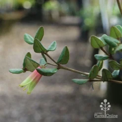 Correa Marian's Marvel -Plant Collection Sales Shop marian img 0924