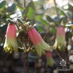 Correa Marian's Marvel -Plant Collection Sales Shop marian marvel flowers