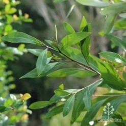 Grevillea Orange Marmalade -Plant Collection Sales Shop marmalade foliage