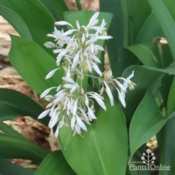 Matapouri Bay - Arthropodium -Plant Collection Sales Shop matapouri flowers in nursery 1