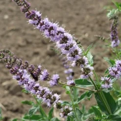 Mint - Seed -Plant Collection Sales Shop mentha spicata flowers