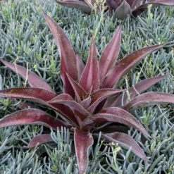 Plant Collection Sales Shop -Plant Collection Sales Shop mission to mars 2