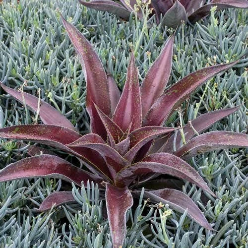 Mangave Mission To Mars - Succulent 2 Mangave Mission To Mars - Succulent - Image 2