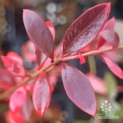 Blueberry Misty -Plant Collection Sales Shop misty blueberry autumn colour